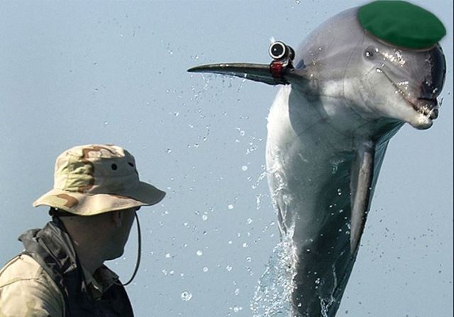 A military dolphin (illustrative). (photo credit:Wikimedia Commons,JPOST STAFF) 